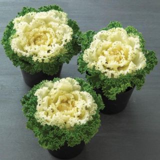 Kamome Bright White Flowering Kale Thumbnail